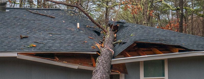 A tree fallen across a shingle roof